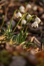 Close-up of spring knotweed (Leucojum vernum) in the forest, also known as marzenbecher, in