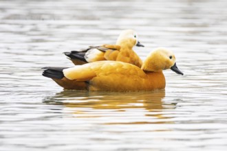 Ruddy shelduck (Tardora ferruginea) Germany