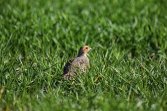 Grey partridge (Perdix perdix) Germany