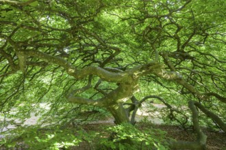 Faux de Verzy beech forest, Verzy, Marne, France