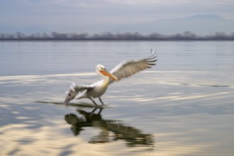 Dalmatian Pelican (Pelecanus crispus), Dalmatian Pelican, landing, long exposure, Lake Kerkini,