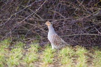 Grey partridge (Perdix perdix) Germany