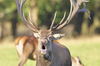 Red deer (Cervus elaphus) during the rutting season, a large stag roaring in a forest clearing,