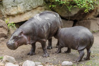A female pygmy hippopotamus (Choeropsis liberiensis) nurses its calf. Liberia, West-Afrika