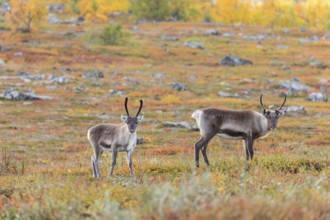 Reindeer herd at Abisko National Park in the colourful autumn of Lapland below Lapporten,