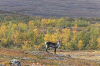 Reindeer at Abisko National Park in the colourful autumn of Lapland below Lapporten, Cuonjávággi