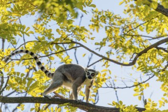 A ring-tailed lemur (Lemur catta) runs across a branch high up in a tree against the light on a