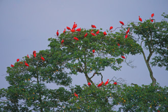 Scarlet Ibis (Eudocimus ruber), Mata Atlantica, Brazil, South America