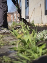 Gardener using shovel to spread soil in urban garden, creating fertile ground for planting and