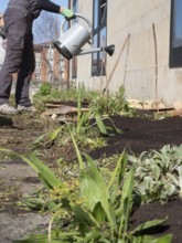 Gardener taking care of plants in a raised garden bed, watering them with a watering can
