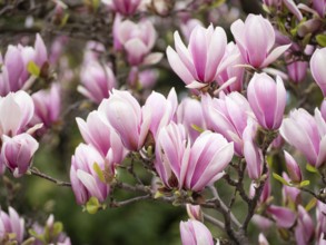 Pink magnolia flowers blooming on a tree branch in a spring garden, creating a stunning natural