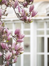 Pink magnolia flowers blooming on a tree branch in spring, with a blurred window in the background