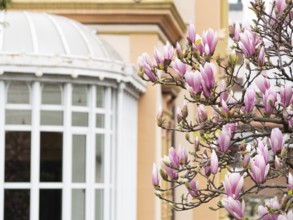 Pink magnolia flowers blooming on a tree branch in front of a building with a bay window,