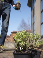 Gardener holding a plant, walking in an urban garden setting, ready for planting