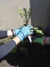 Gardeners are transplanting a young plant in a shared urban garden, promoting sustainable living