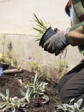 Gardener wearing gloves holding a black pot with ornamental grass, preparing to replant it in the
