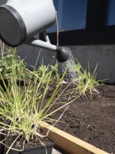 Person watering seedlings in an urban garden setting, promoting sustainable living and homegrown