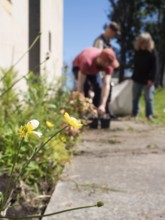 Gardeners taking care of flowers in a shared urban garden during a sunny spring day
