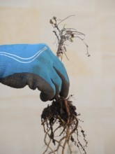 Gloved hand holding dry plant with exposed roots, ready for urban gardening tasks