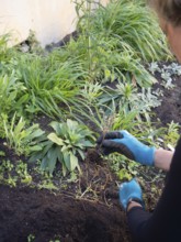 Gardener wearing gloves removing weed roots during urban gardening activity