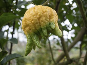 Close-up of a buddha's hand citron fruit ripening on a branch, showcasing its unique finger-like