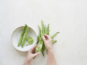 Chef hands shelling fresh raw broad beans from their pods on a kitchen table, healthy eating and