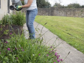 Gardener watering plants with watering can in a garden next to a stone wall