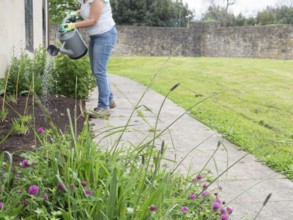 Woman gardener watering plants in a flower bed next to a pathway and a stone wall