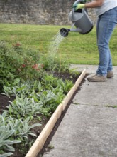 Gardener wearing gloves is watering plants in a raised flower bed using a watering can