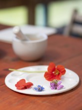 Fresh flowers and vegetables arranged on a palette, ready for preparing natural inks and pigments,