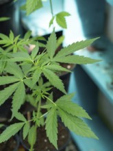 Close-up of a young cannabis plant growing in a pot, highlighting its vibrant green leaves and the
