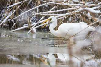 Great White Egret (Egretta alba) Germany