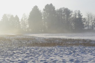Winterlandschaft, aufsteigender Bodennebel im Licht der Morgensonne, Nordrhein-Westfalen,