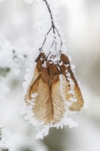 Ice crystals from roarfrost on Amur maple (Acer tataricum subsp. ginnala) seeds at sunshine in
