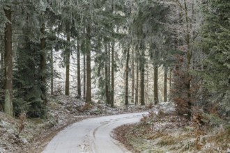 Forest road going through a mixed forest white from roarfrost on a sunny day in winter, Bavaria,