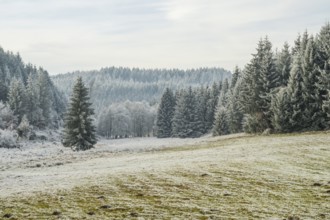 Meadow in a valley surrounded by a mixed forest with norway spruce (Picea abies) and European beech