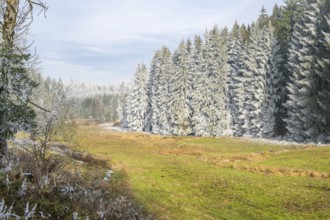 Meadow in a valley surrounded by a mixed forest with norway spruce (Picea abies) and European beech