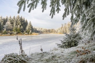 A frozen pont in a valley surrounded by a mixed forest with norway spruce (Picea abies) and