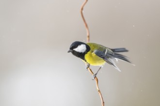 Great tit (Parus major) sitting on a branch, Bavaria, Germany