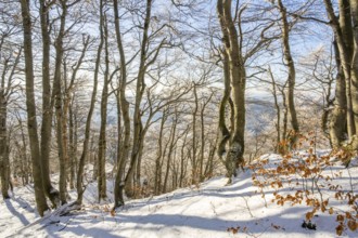 European beech (Fagus sylvatica) trees in a forest with hoarfrost on the branches in winter, Vápec,