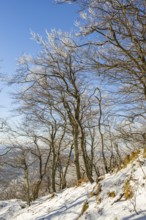 European beech (Fagus sylvatica) trees in a forest with hoarfrost on the branches in winter, Vápec,
