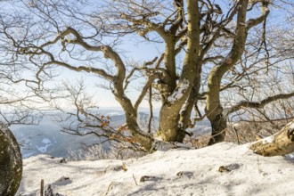 European beech (Fagus sylvatica) trees in a forest with hoarfrost on the branches in winter, Vápec,