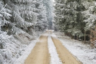 Forest road going through a mixed forest white from roarfrost on a sunny day in winter, Bavaria,