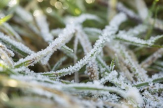 Ice crystals from roarfrost on grass blades in winter, Bavaria, Germany