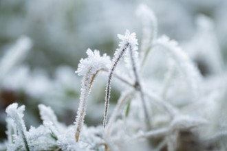 Ice crystals from roarfrost on grass blades in winter, Bavaria, Germany
