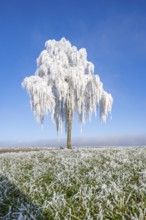 Silver birch (Betula pendula) standing on a meadow with hoarfrost on the branches in front of blue