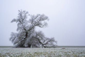 Eastern crack-willow (Salix euxina) standing on a meadow with hoarfrost on the branches in winter,
