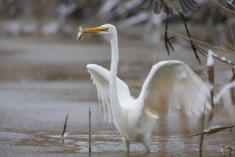 Great White Egret (Egretta alba) Germany