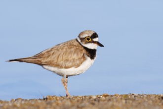 Little Ringed Plover (Charadrius dubius), North Rhine-Westphalia, Germany
