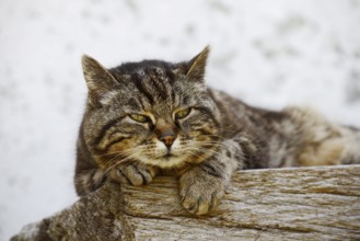 Domestic cat (Felis catus) lying on a wooden bench, Brittany, France